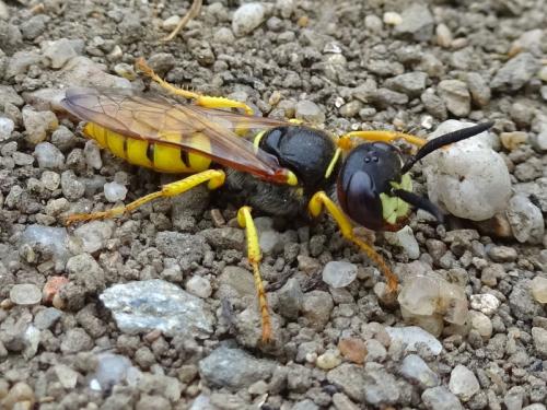 Réf. 188 015 : Philanthus triangulum